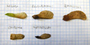 fruits of the boxelder maple (acer negundo), sycamore maple (acer pseudoplatanus), norway maple (acer platanoides), field maple (acer campestre) and the tatarian maple (